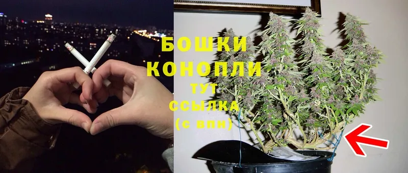 Канабис OG Kush  Лермонтов 